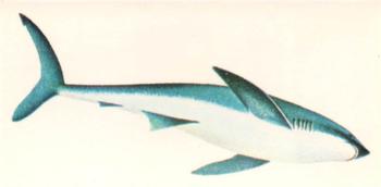 1978 Craven Black Cat Sport Fish #47 Blue Shark Front