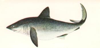 1978 Craven Black Cat Sport Fish #48 Porbeagle Shark Front