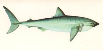 1978 Craven Black Cat Sport Fish #50 Mako Shark Front