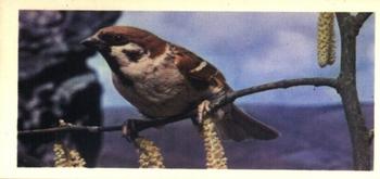 1976 Craven Black Cat British Birds #17 Tree Sparrow Front