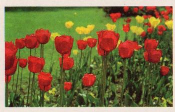 1970 Trucards Flowers #9 Tulip Front