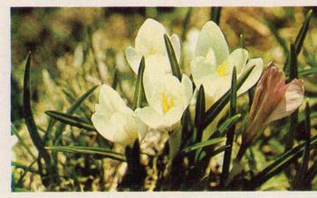 1970 Trucards Flowers #11 Crocus Front