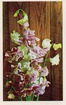 1970 Trucards Flowers #13 Sweet Pea Front