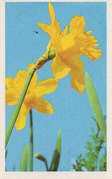 1970 Trucards Flowers #14 Daffodil Front